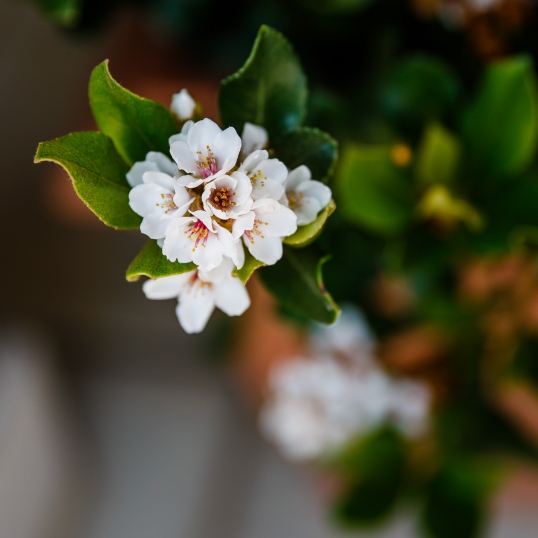 Living Green Indoor Plant Hire We specialise in the hire of natural indoor plants to businesses on the Mid North Coast