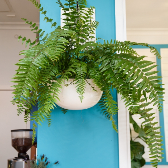 Living Green Indoor Plant Hire We specialise in the hire of natural indoor plants to businesses on the Mid North Coast