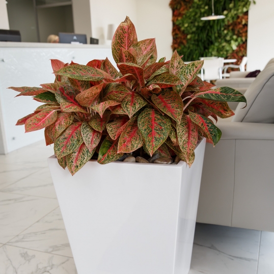 Living Green Indoor Plant Hire We specialise in the hire of natural indoor plants to businesses on the Mid North Coast