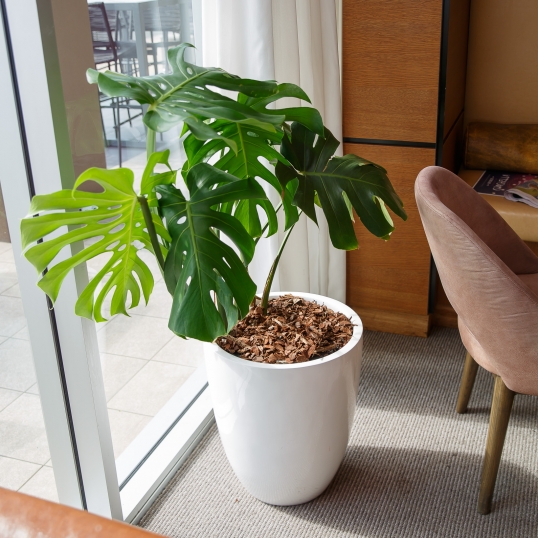 Living Green Indoor Plant Hire We specialise in the hire of natural indoor plants to businesses on the Mid North Coast