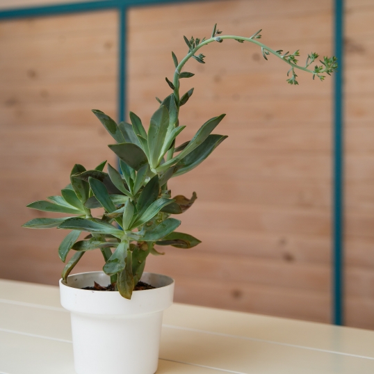 Living Green Indoor Plant Hire We specialise in the hire of natural indoor plants to businesses on the Mid North Coast