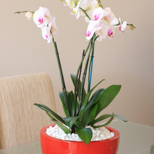 Living Green Indoor Plant Hire We specialise in the hire of natural indoor plants to businesses on the Mid North Coast