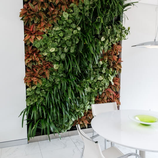 Living Green Indoor Plant Hire We specialise in the hire of natural indoor plants to businesses on the Mid North Coast