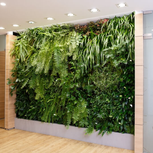 Living Green Indoor Plant Hire We specialise in the hire of natural indoor plants to businesses on the Mid North Coast