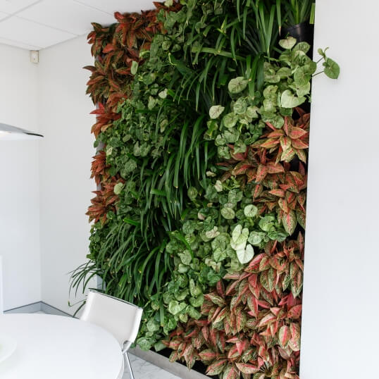 Living Green Indoor Plant Hire We specialise in the hire of natural indoor plants to businesses on the Mid North Coast