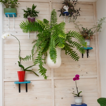 Indoor Plant Hire